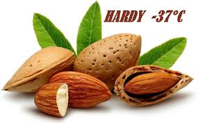 3 75 Graines De Amande Douce Prunus Amygdalus 3 Graines Par Sachet L Amandier Prunus Dulcis Est Un Arb Almond Benefits Health Benefits Of Almonds Almond