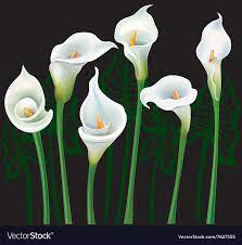 White Calla Lilies On Black Background Royalty Free Vector Calla Lily Flower Drawing Free Vector Art