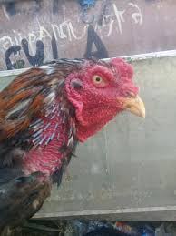 Panen masa panen merupakan step yang paling ditunggu oleh peternak. Peternak Ayam Aduan Tulungagung Home Facebook