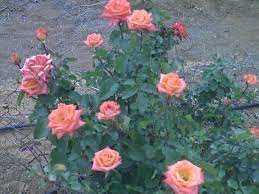 Peach Rose Bush Peach Roses Rose Bush Rose