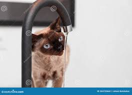 Young Cat Devon Rex in the Kitchen Looking at a Stream of Water from a  Faucet Stock Image