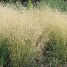 Image result for Deschampsia cespitosa