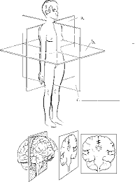 Need to improve your knowledge of abdominal anatomy? Anatomical Planes Of The Body Spinal Cord Rr School Of Nursing