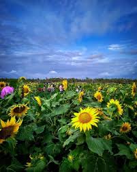 Wallpaper Hd Bunga Matahari Index Of Wp Content Uploads 2018 02 Bunga Matahari Wallpaper Muat Turun Ke Telefon Bimbit A Taman Bunga Pemandangan Kebun Bunga