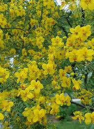 Bulbs although not widely known or available, there are a number of bulb plants which do well in south texas. Parkinsonia Aculeata Retama Tree From Mortellaros