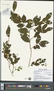 Image result for Carpolobia