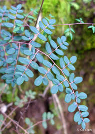 Image result for Pellaea dura