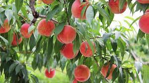 Fruit Picking In Japan
