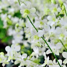 Image result for Dendrobium