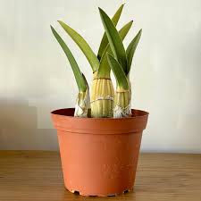 Image result for Eulophia