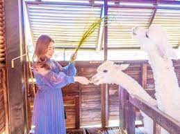 Khao Yai 3d2n Itinerary Sunflower Field Feeding Alpacas Italian Palio Village Etc Jessica Chaw Fashion Beauty Khao Yai Sunflower Fields Itinerary