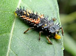 You may detect a slight smell after spraying, but it will fade after a short while. Top 3 Greenhouse Pests And How To Deal With Them Ceres Greenhouse