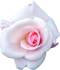 Anime blue pack pink png renders sakura pngpack flowers. White Cabbage Rose Garden Roses Flower Png Transparent Background Free Download 48804 Freeiconspng