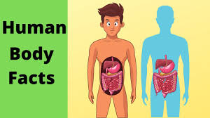 Jun 16, 2021 · stomach ribs lungs picture / healthytipsforme updated their profile picture. Basic Human Body Facts How Many Ribs Location Spleen Function Liver Tendon Vs Ligament Lung Size Youtube