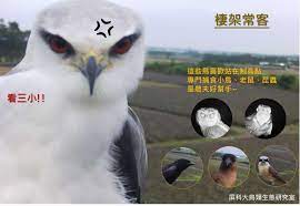 在屏東鳳梨田的梗圖黑翅鳶 猛禽 148694 癮科技cool3c formosa animals