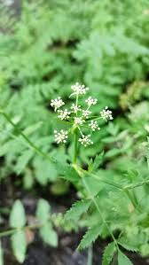 Image result for Berula erecta