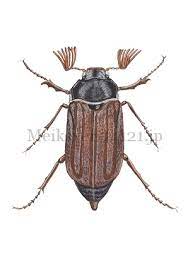 De meikever leeft aan de waterkant. Kevers Jasper De Ruiter