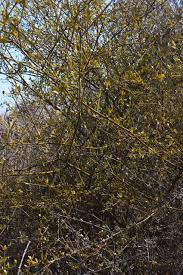 Image result for Pentarhopalopilia