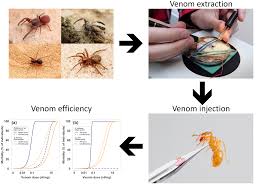 Toxins Free Full Text High Specific Efficiency Of Venom Of Two Prey Specialized Spiders Html