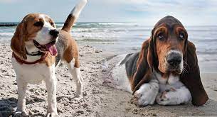 Basset Hound Beagle Mix Two Very Different Personalities Collide