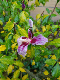 Image result for Hibiscus syriacus Violet Clair Double