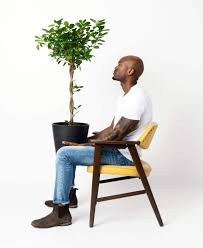 Image result for F kus Ficus