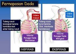 Pernapasan Dada Pendidikan Biologi