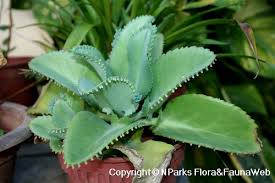 Image result for Kalanchoe daigremontiana