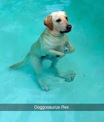 Die «ever given» wurde teilweise freigelegt. Doggosaurus Rex Yellow Lab Funnydogvideos Lustige Tierbilder Hund Witze Susse Tiere