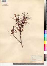 Image result for Tragia okanyua