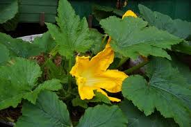 Information on growing zucchini once seedlings are established, mulch around the plants. Growing Zucchini In Containers Indoors On The Terrace Gardening Tips