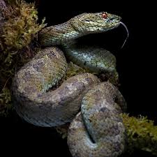 Image result for Atractus zgap