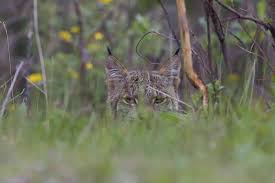 It arrived in jamaa on september 3, 2015, in the diamond shop. Canada Lynx Defenders Of Wildlife