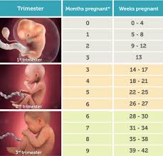 Satu tahun berapa minggu ? Cara Menghitung Usia Kehamilan Minggu Bulan Trimester