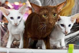 Во многих странах мира, в том числе и в россии, ежегодно отмечается всемирный день кошек. 8 Avgusta Vsemirnyj Den Koshek Pochemu Zhe My Ih Tak Lyubim Rossijskaya Gazeta