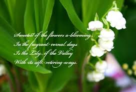 Lilies Of The Valley My 1929 Charmer Lily Of The Valley Lily The Valley