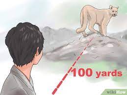 3 Ways To Fend Off A Mountain Lion - Wikihow