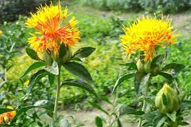 Safflower Cultivation Information Guide Agri Farming