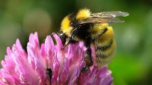 Exchanges since the beginning have offered to trade for positions as small as $10. A Third Of All Bee Species In Ireland Could Be Extinct By 2030