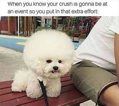 20 Animal Memes That Will Make You Happy On International Day Of Happiness Cute Jokes Funny Animal Pictures Funny Animals