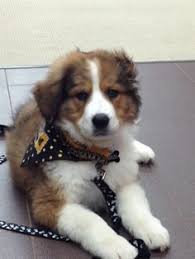 Already have some puppies going to england start of july. 27 Pyrenees Mixes Ideas Great Pyrenees Puppies Dogs