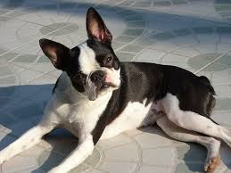Contact colorado boston terrier breeders near you using our free boston terrier breeder search tool below! Boston Terrier Price How Much Does This Adorable Breed Cost My Dog S Name