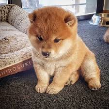 Browse thru shiba inu puppies for sale near phoenix, arizona, usa area listings on puppyfinder.com to find your perfect puppy. Love Bear Shiba Inu Shiba Inu Puppy Cute Animals Japanese Dogs