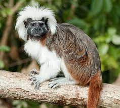 The Cotton Top Tamarin Is A Small New World Monkey Weighing Less Than 0 5 Kg One Of The Smallest Primates The Cotton Top Tamarin Is Easily Recogni Tiere Affen