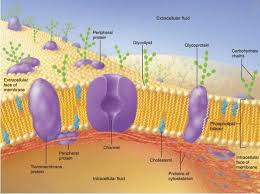 Cell Membrane Plasma Membrane Structure Function And Composition Membrane Structure Cell Membrane Structure Plasma Membrane