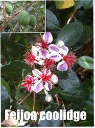 Epingle Par Jrzebulon Sur Fleurs Pour Parterres En 2020 Arbuste Arbuste Persistant Arbuste Fruitier