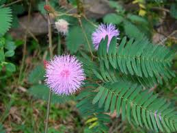 Image result for Mimosa pudica