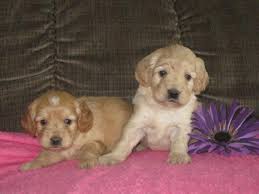 Check spelling or type a new query. Cockapoo Puppies For Sale In London Ohio Classified Americanlisted Com
