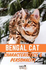 Bengal Cat Characteristics Personality Bengal Cat Bengal Cat Personality Bengal Kitten