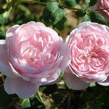 Light Pink Rose Bush English Roses Rose Amazing Flowers